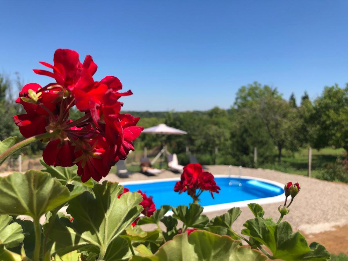 Villa Fruska Pool House Sremska Kamenica Esterno foto